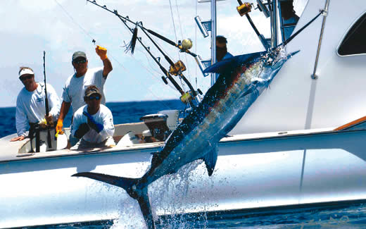 Sport Fishing in Bimini  The Out Islands of the Bahamas