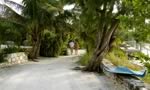 Taking a walk near Winding Bay The Abacos